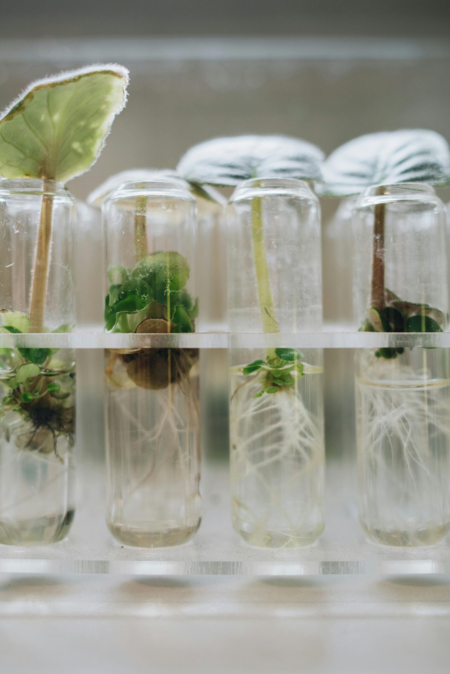 Detailed image of plant growth in test tubes, showcasing biotech applications.